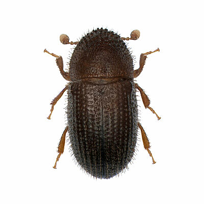 Coffee berry borer Hypothenemus hampei Adult beetle