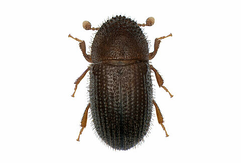 Coffee berry borer