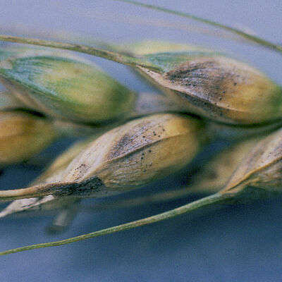 Glume blotch Phaeosphaeria nodorum