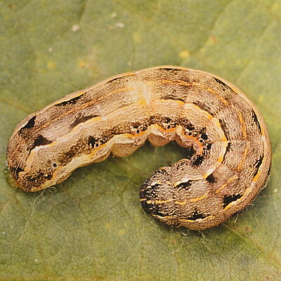 Larva of the Southern armyworm Spodoptera eridania