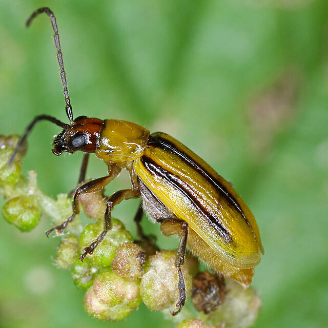 Western corn rootworm Diabrotica virgifera