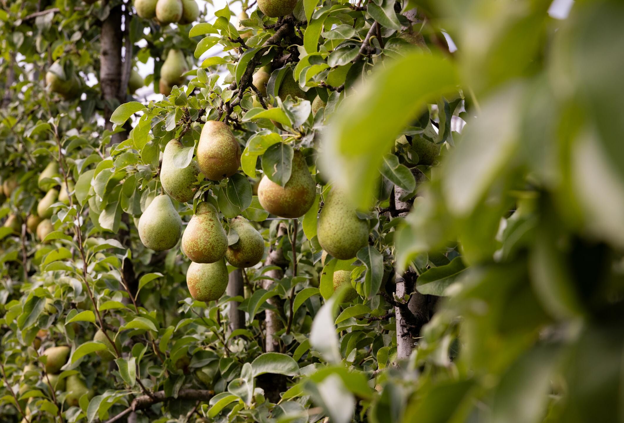 Trianum-P effectively controls Brown spot in pears: losses halved by biofungicide