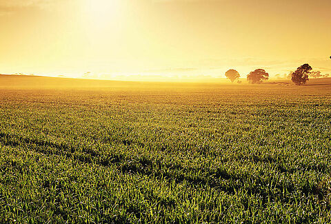 Pasture