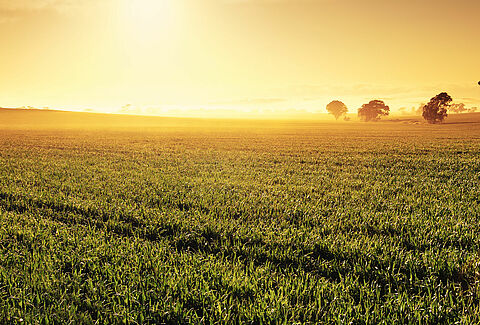 Pasture