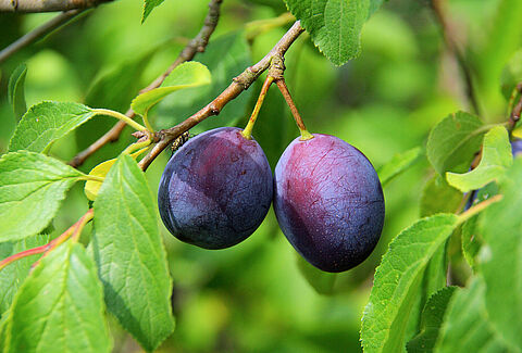Plum