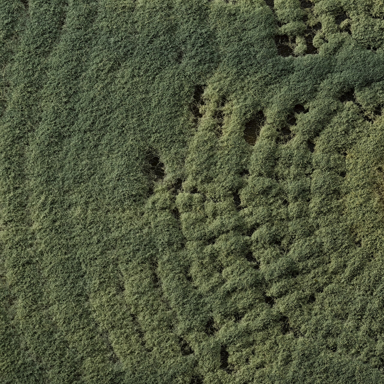 Trichoderma harzianum Trichoderma harzianum