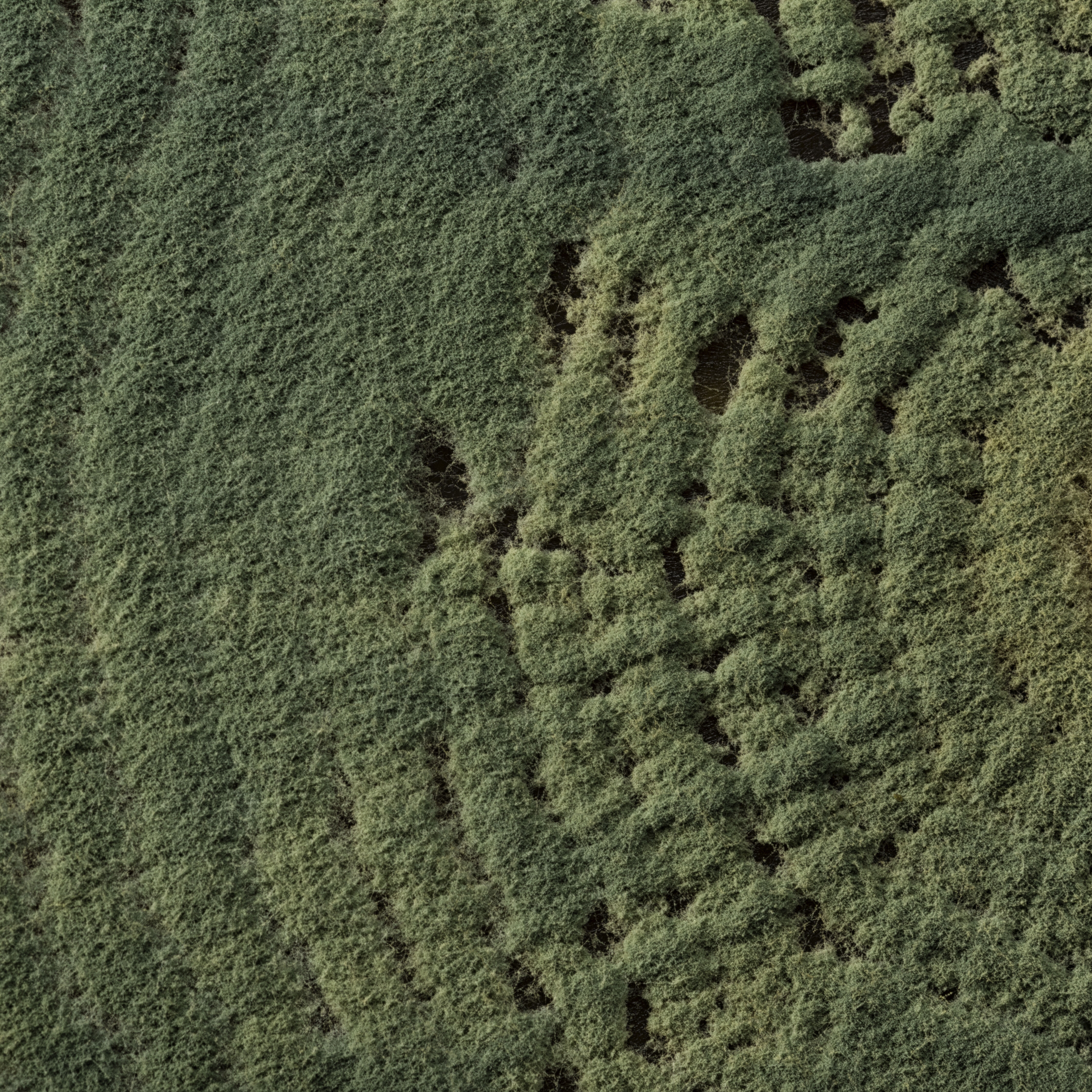 Trichoderma harzianum Trichoderma harzianum