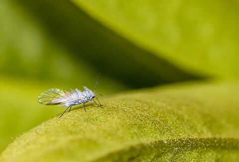 Woolly apple aphid