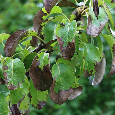 Pear brown spot (Stemphylium vesicarium) leaf damage 