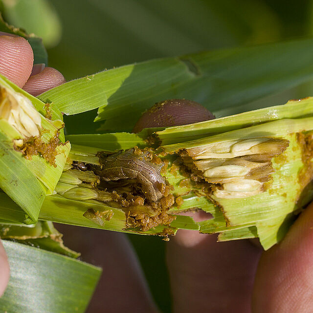 Larva of the Fall armyworm Spodoptera frugiperda in corn