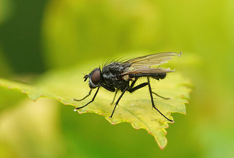 Bean seed fly