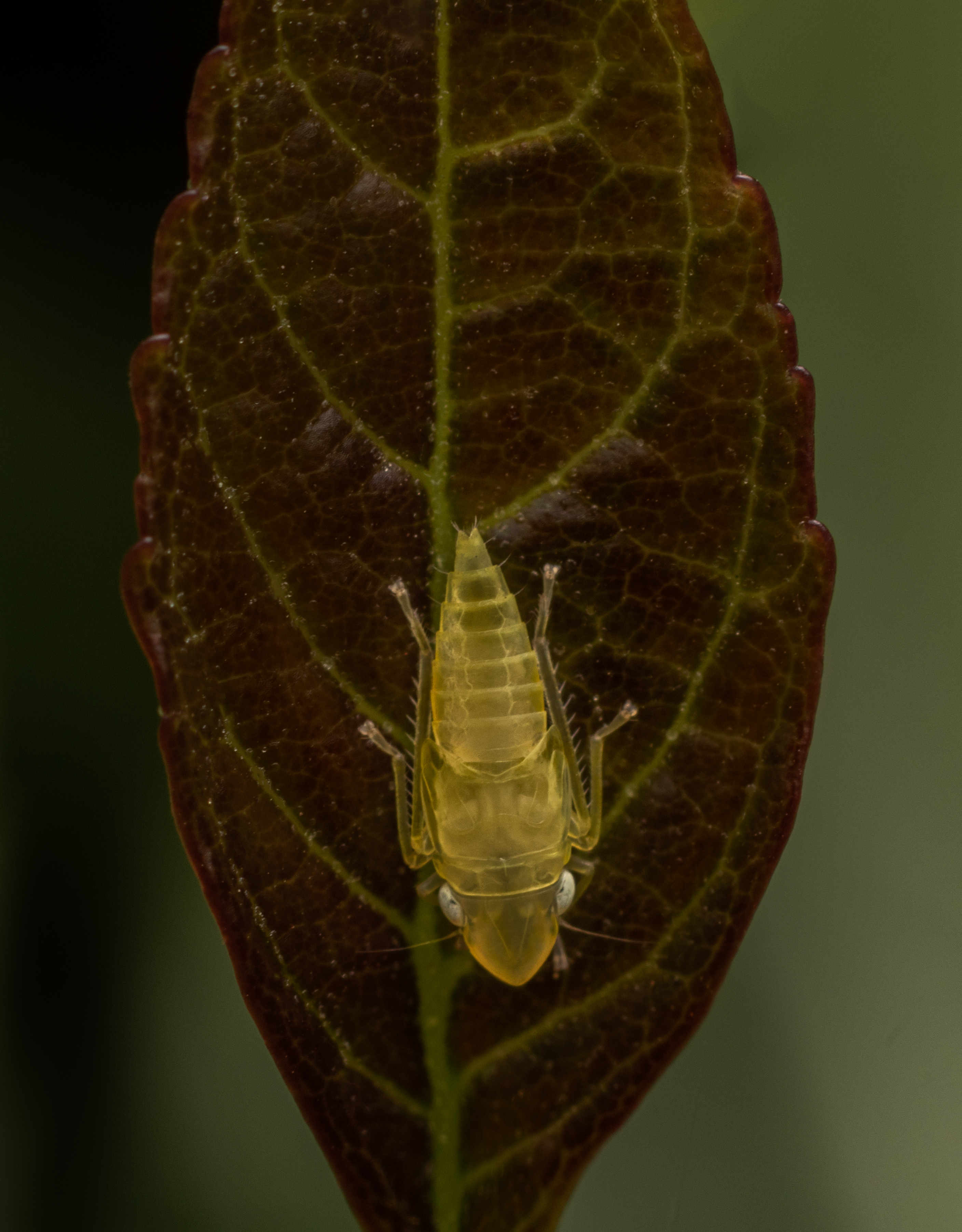 The macro shot of the Scaphoideus titanus,  is an insect of the leafhopper family (Cicadellidae).
