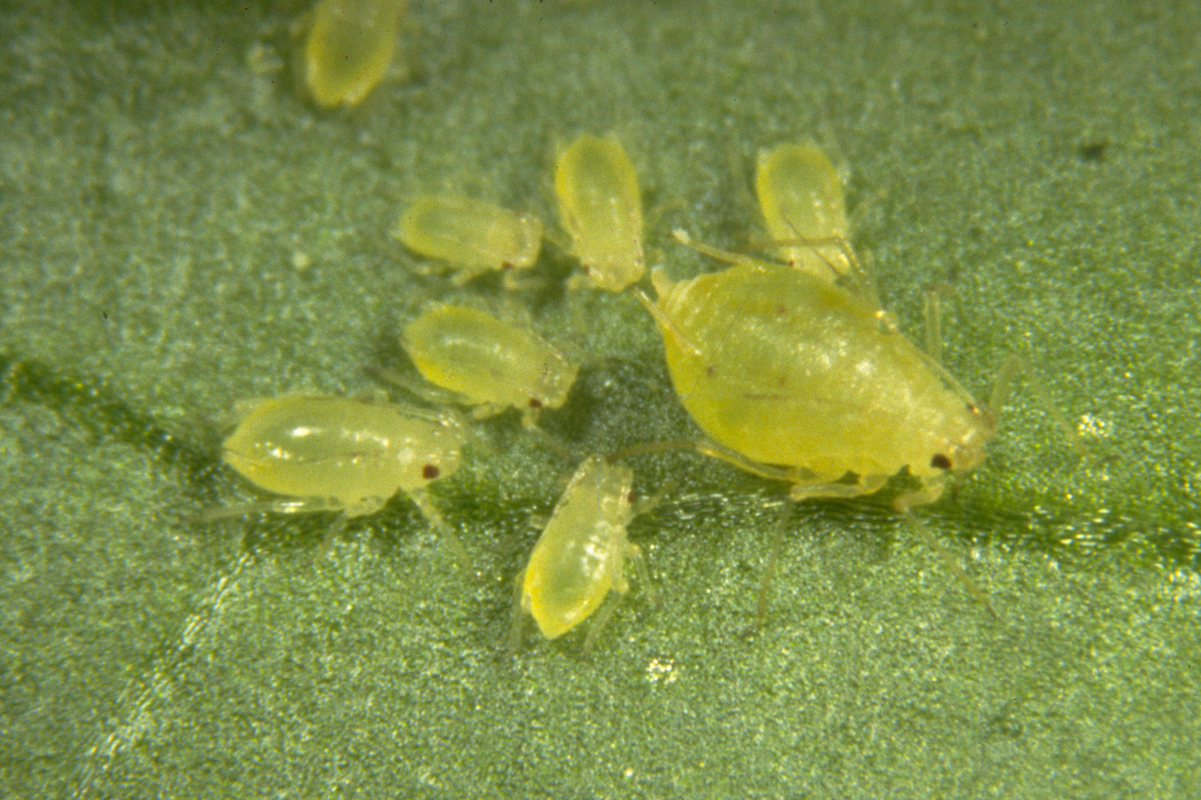 Green peach aphid Myzus persicae subsp. persicae