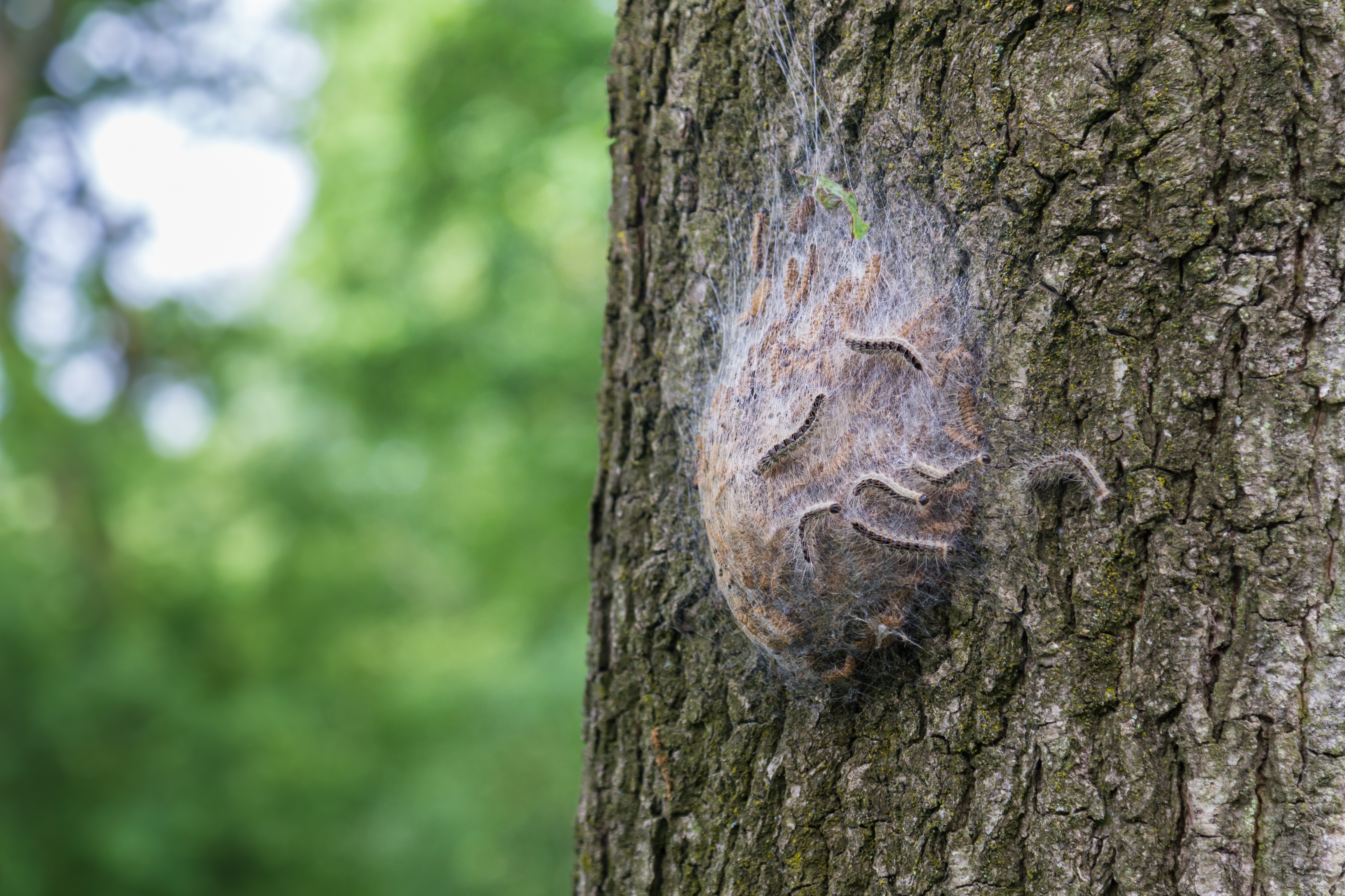 Oak Processionary Moth Thaumetopoea processionea Brochure