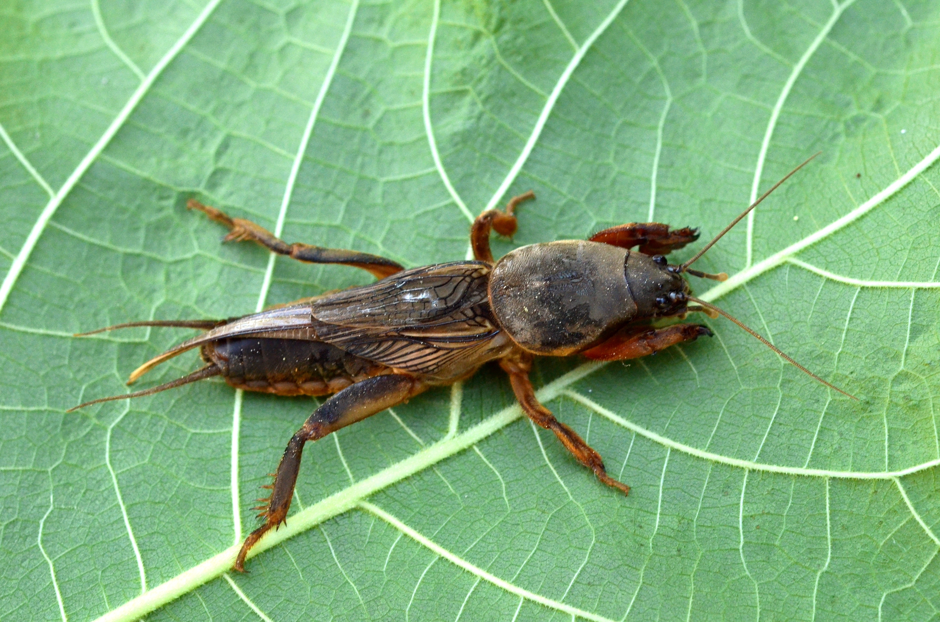 European mole cricket