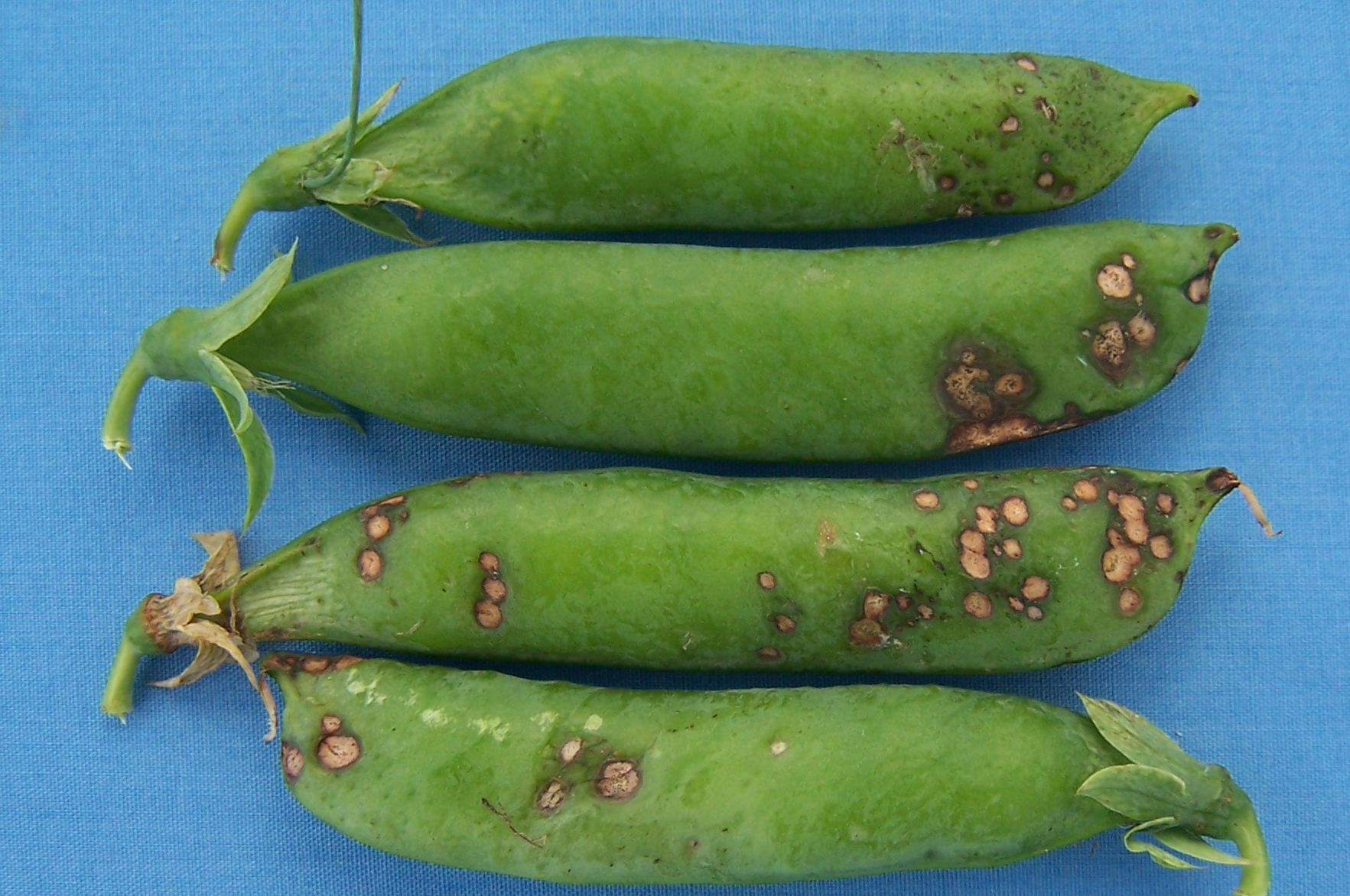 Pea blight, leaf and pod spot