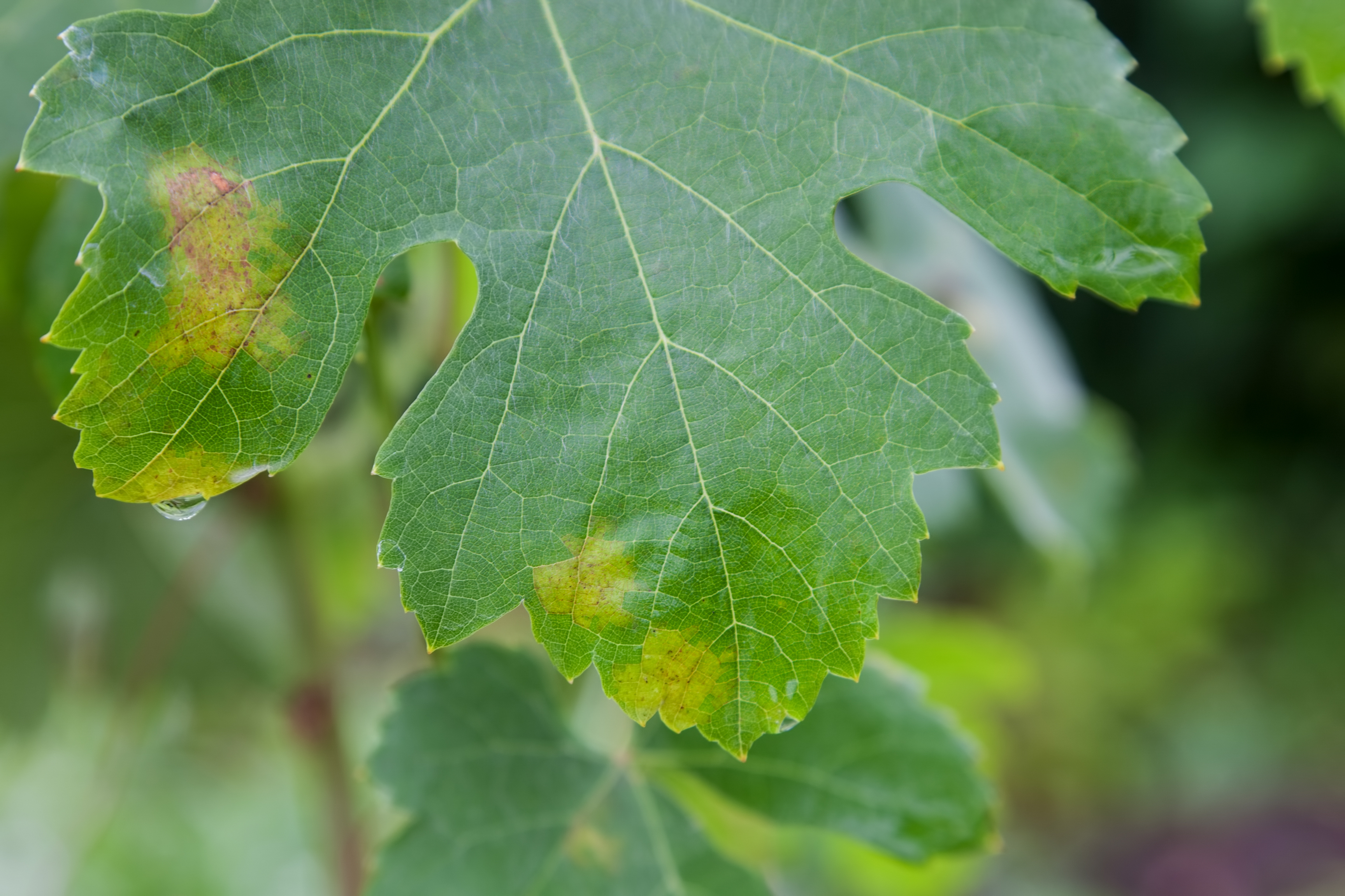 Leaf damage caused by Grapevine downy mildew Plasmopara viticola