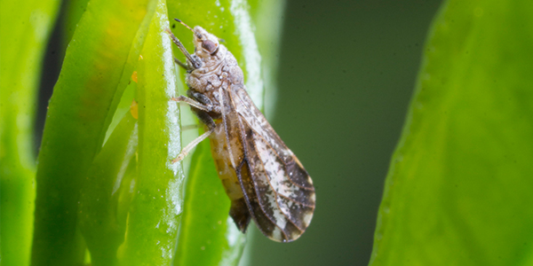 Asian Citrus Psyllid Diaphorina citri Life Cycle Adult