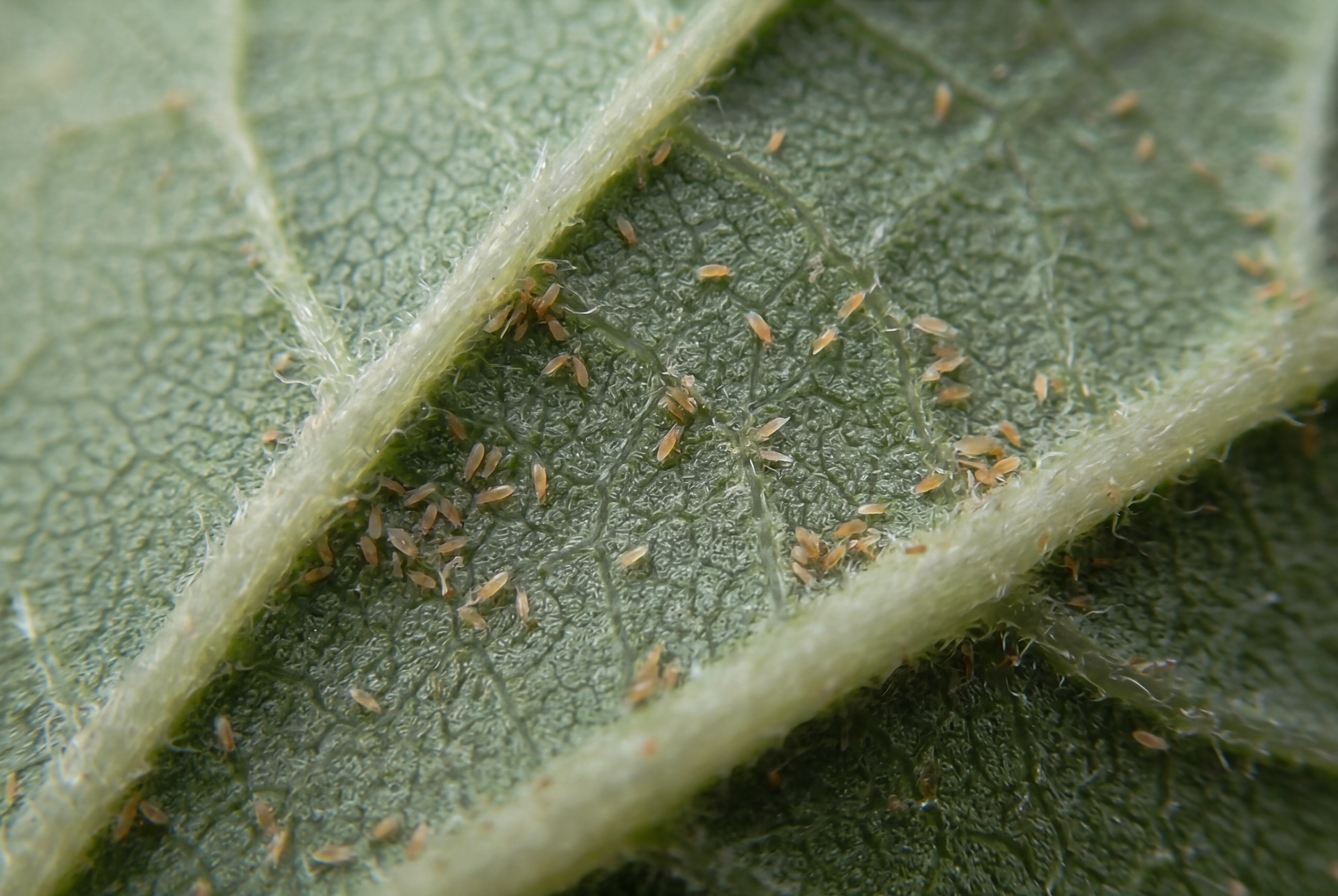 Apple rust mite