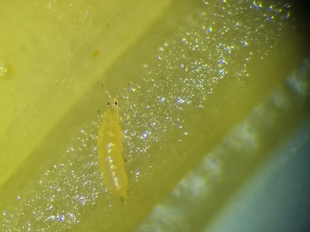 Banana rust thrips
