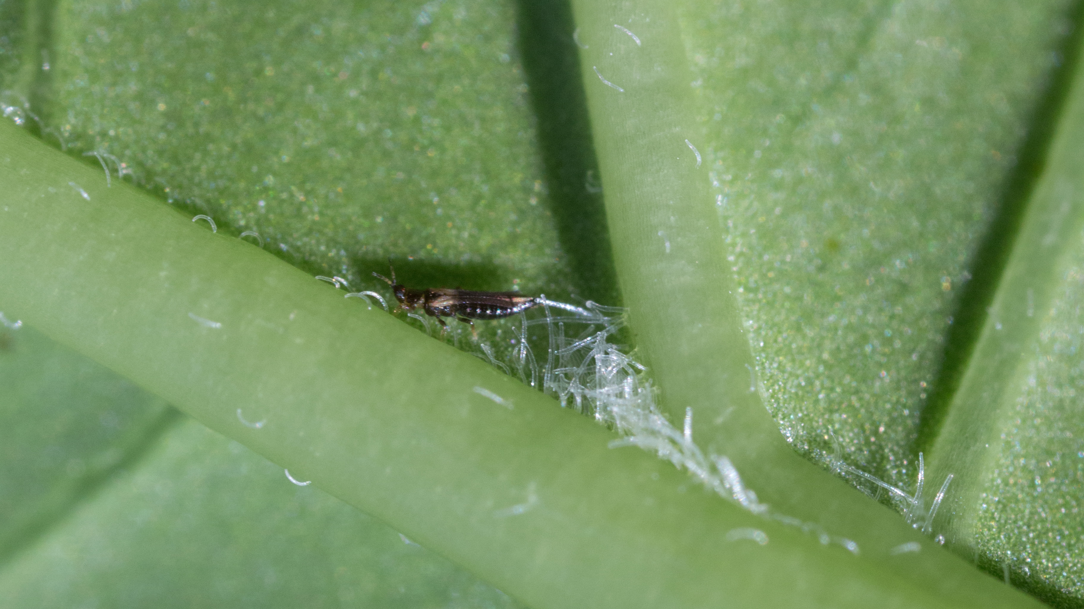 Japanese flower thrips