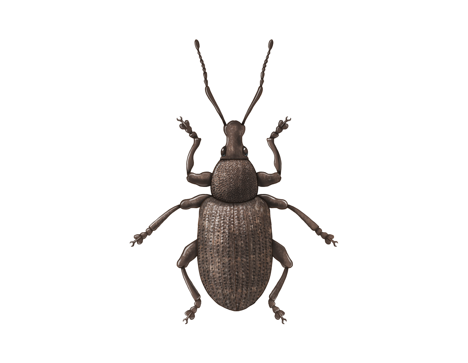 Vine weevil Otiorhynchus sulcatus Adult Illustration