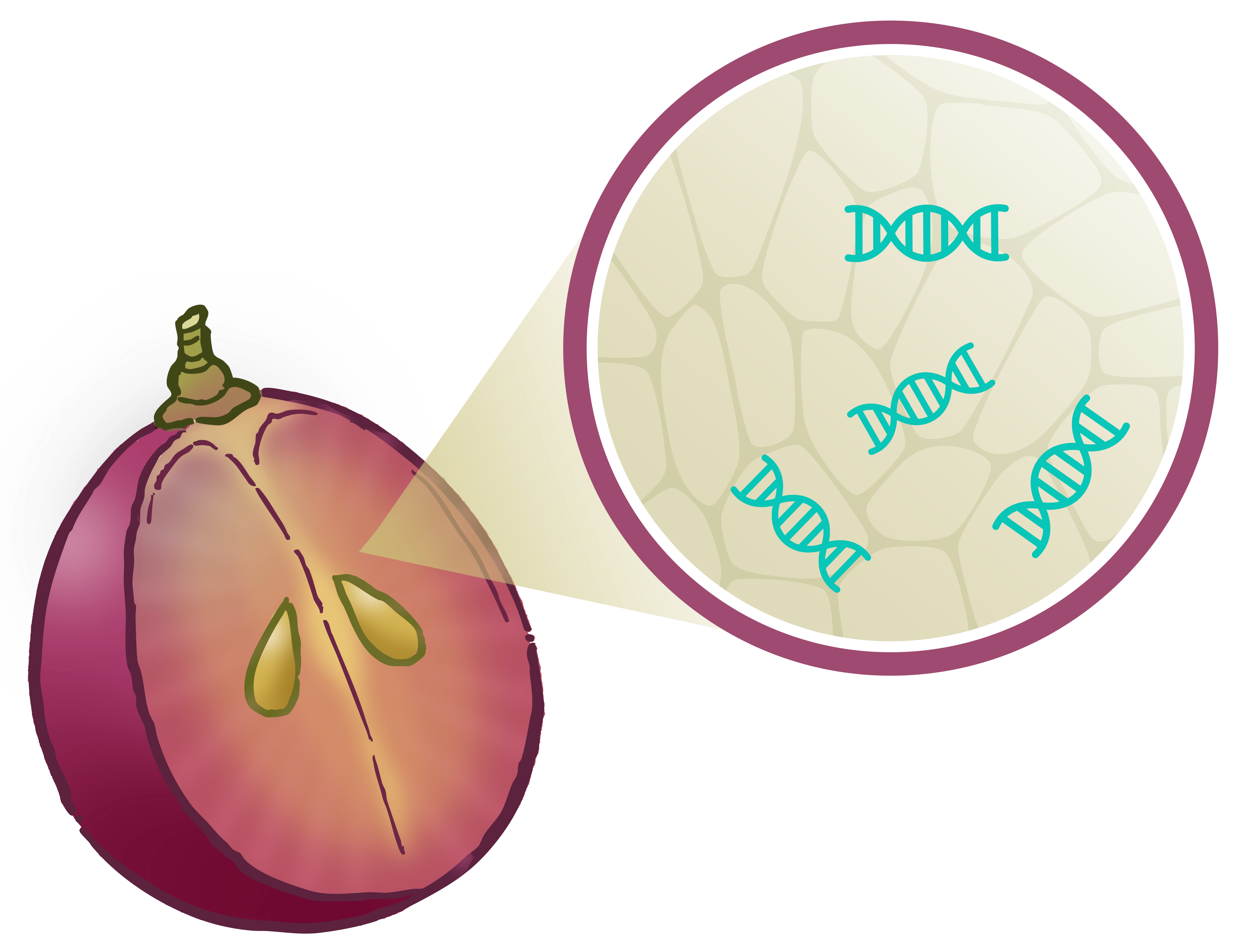 Enhanced plant defense via PR-gene activation